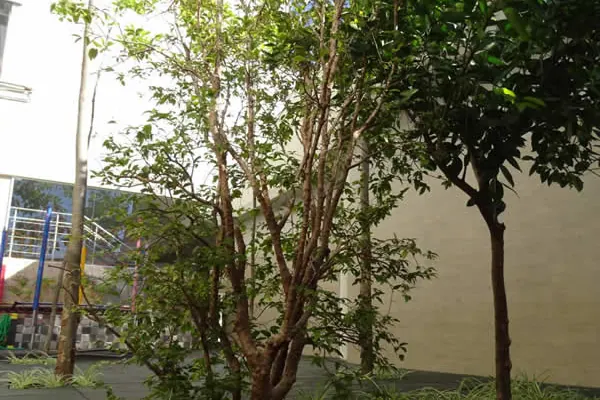 Árvores no pátio interno do colégio